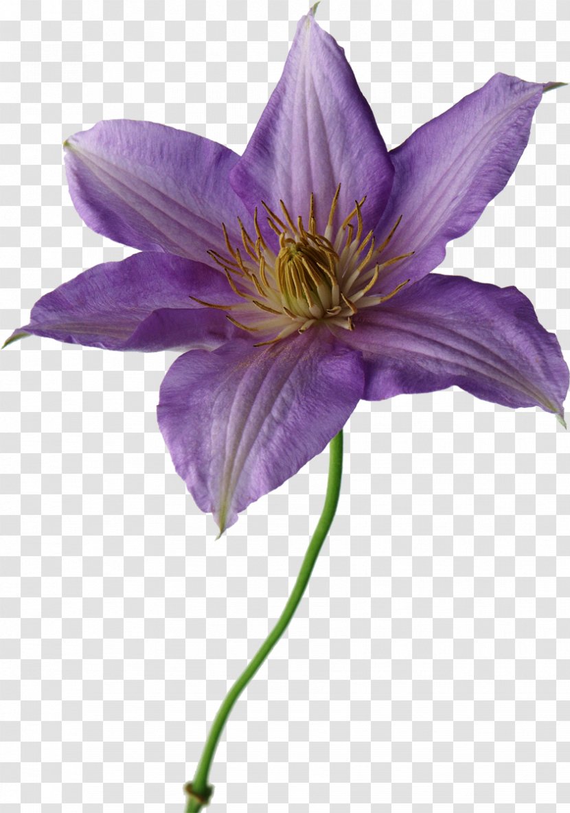Cut Flowers Lilium Purple Yellow - Flowering Plant - Flower Transparent PNG