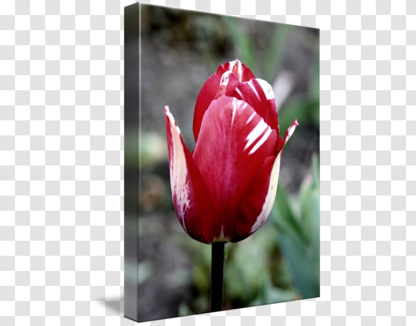 Tulip Petal Plant Stem Bud - Red Transparent PNG