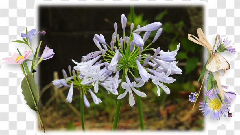 Flowering Plant Wildflower Plants - Flora - Silk Print Transparent PNG