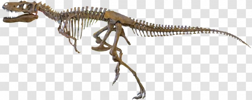 Velociraptor Nanotyrannus Tyrannosaurus Daspletosaurus Dromaeosaurus - Animal Figure - Skeleton Transparent PNG