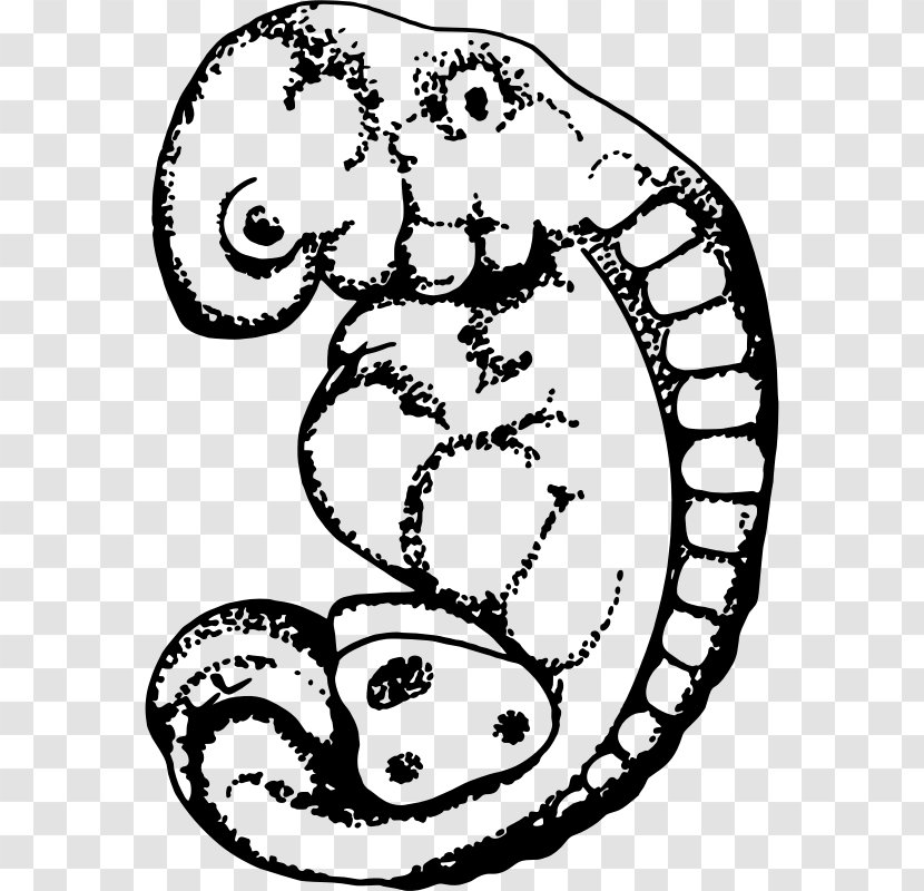 Embryo Drawing Clip Art - Artwork Transparent PNG