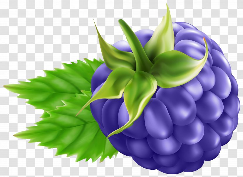 Raspberry Grape Blackberry Clip Art - Berry - Transparent Transparent PNG