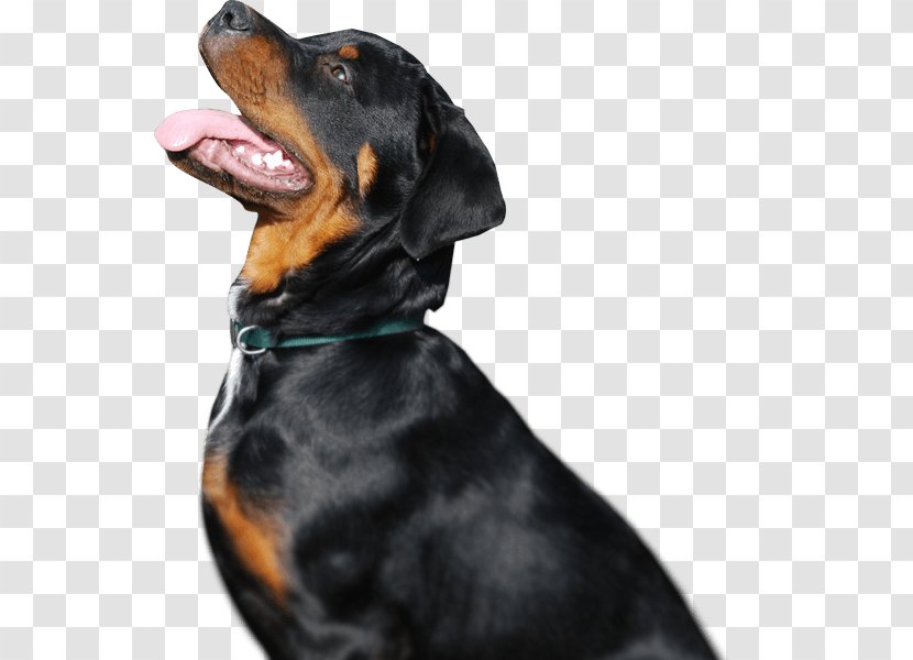 Rottweiler Puppy Dog Breed Guard Great Dane Transparent PNG