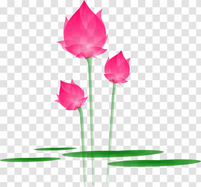 Nelumbo Nucifera Flower - Rose Family - Lotus Transparent PNG