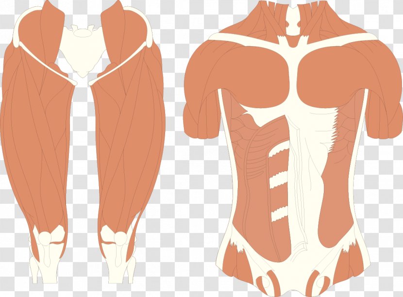 Muscle Human Body - Silhouette - Man Transparent PNG