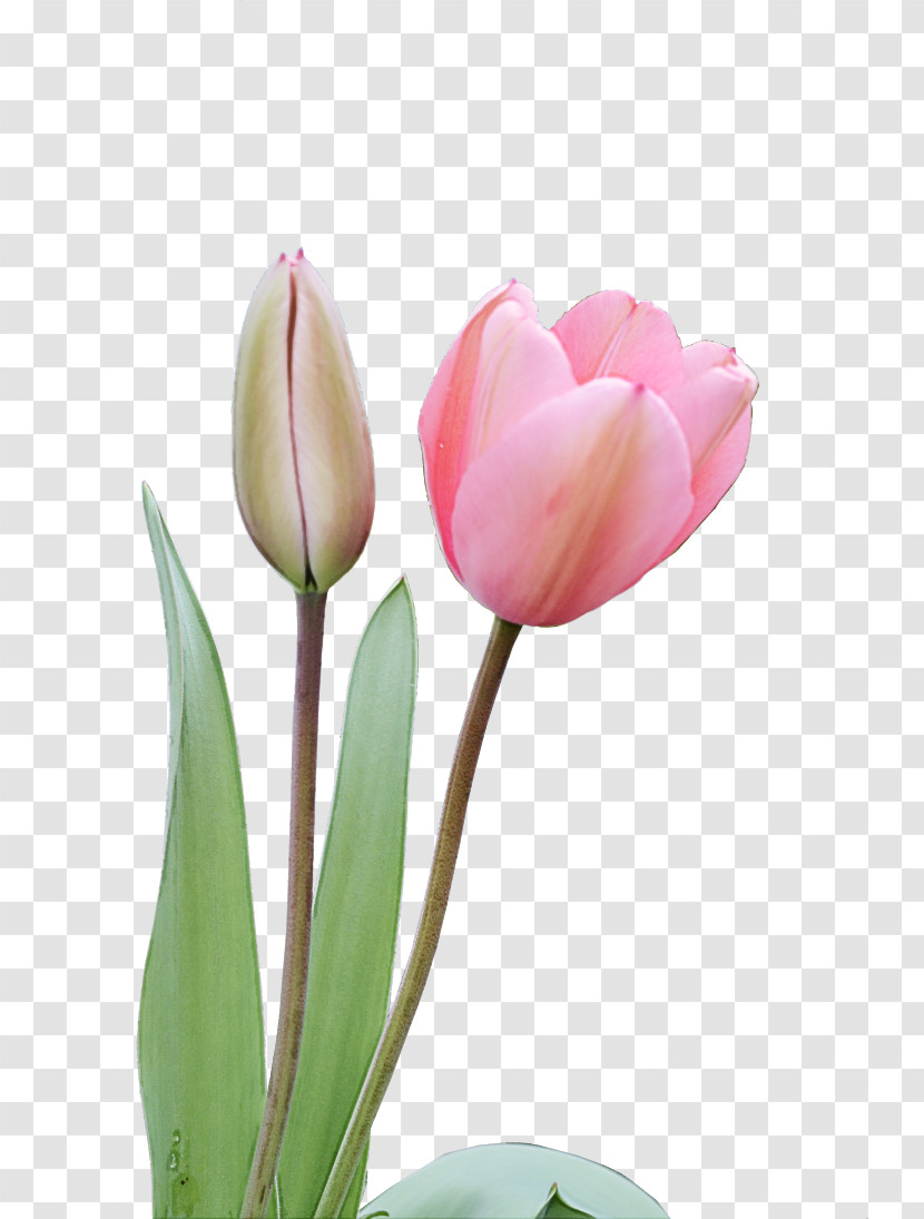 Flower Petal Tulip Plant Pink Transparent PNG