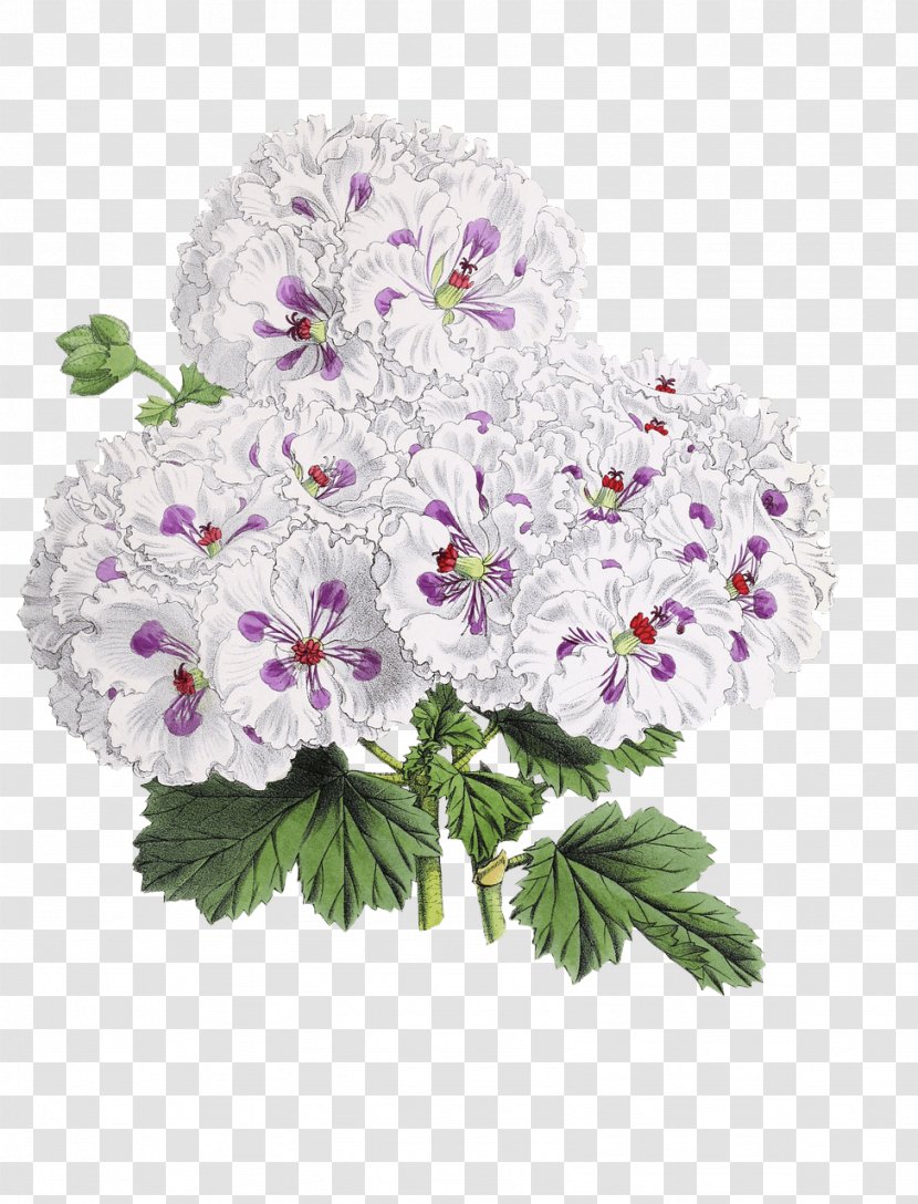 Flower Clip Art - Flowers Bloom Transparent PNG
