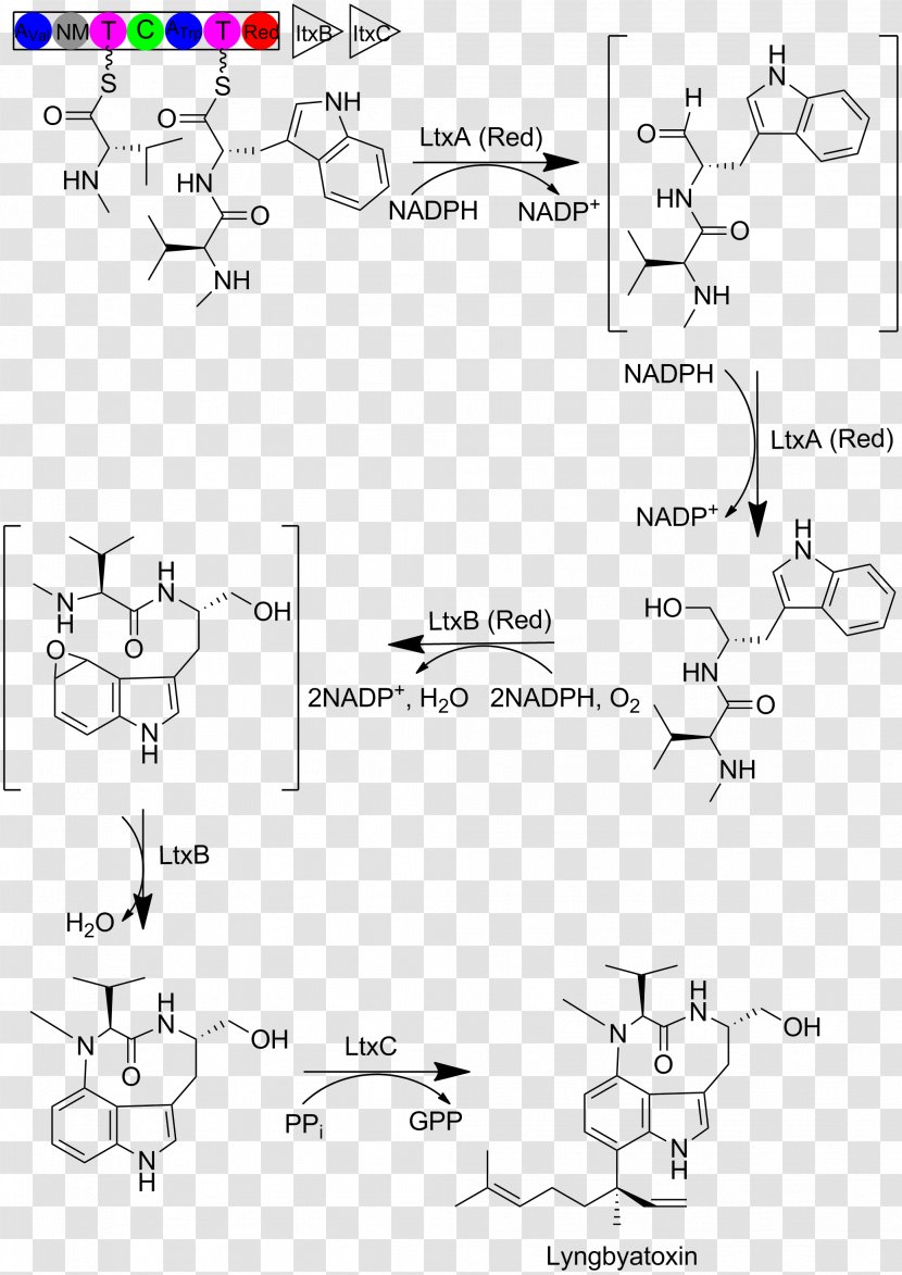 Lyngbyatoxin-a Moorea Producens Cyanotoxin Blue-green Bacteria Indole Alkaloid - Black And White - Biosynthesis Transparent PNG
