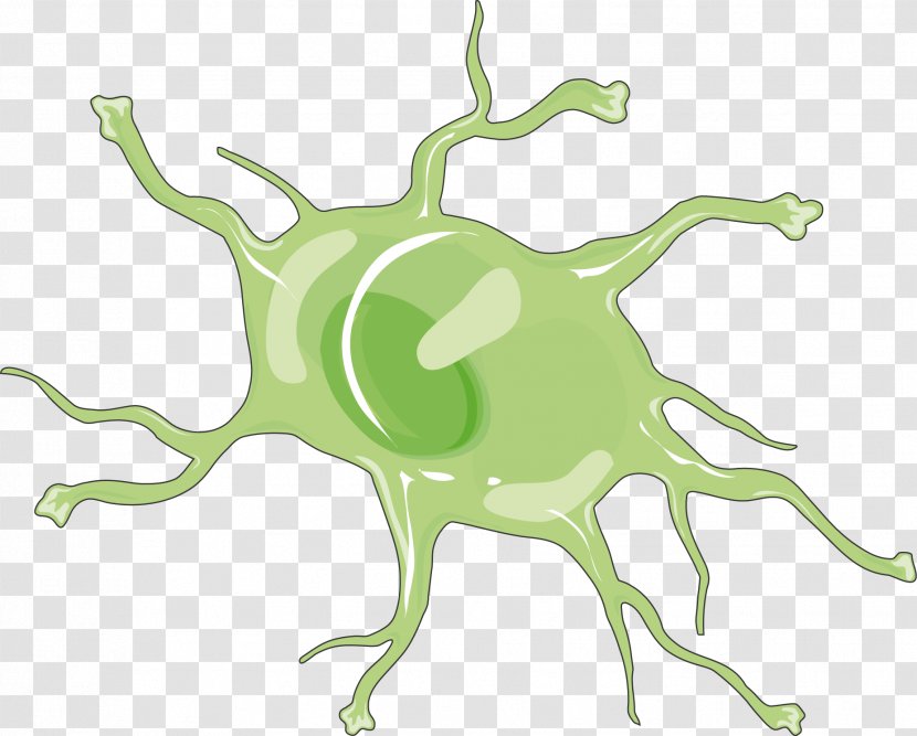 Astrocyte Medicine Neurology Clip Art - Branch - Frog Transparent PNG