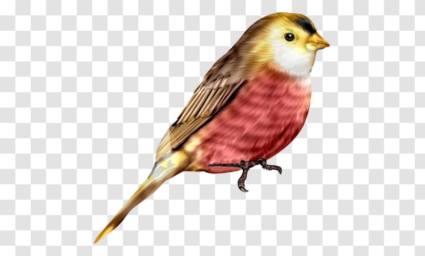 House Sparrow Bird Flight Finch - Watercolor Transparent PNG