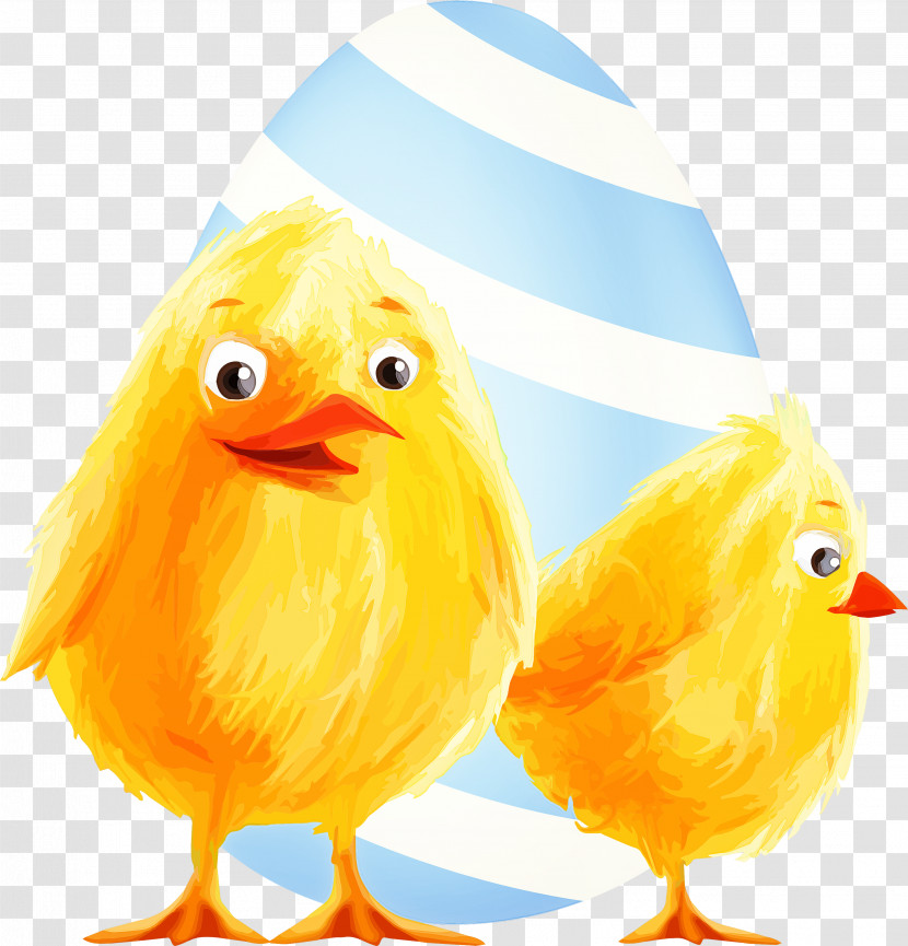 Chicken Bird Yellow Beak Livestock Transparent PNG