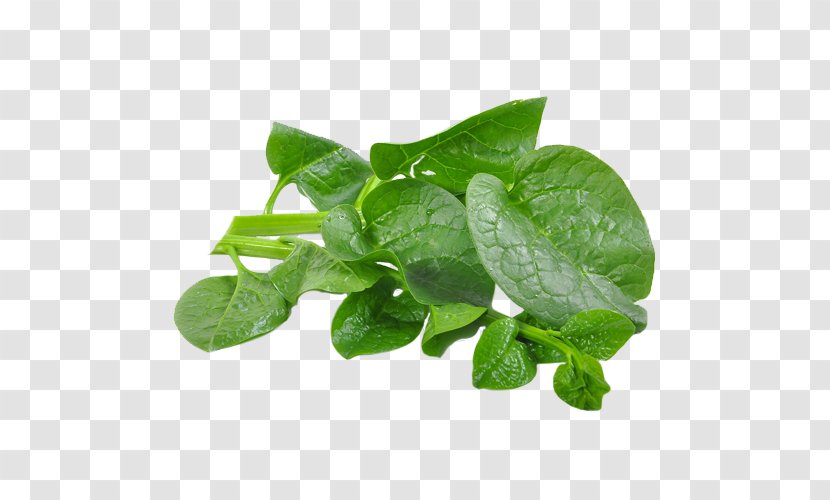 Malabar Spinach Sri Lanka Sesbania Grandiflora Food - Vegetable Transparent PNG