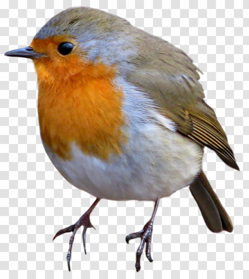 European Robin Bird American - Flower - Haircut Transparent PNG