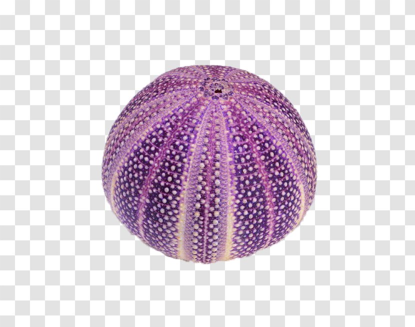 Circle Purple Seashell - Google Images - Round Shell Transparent PNG