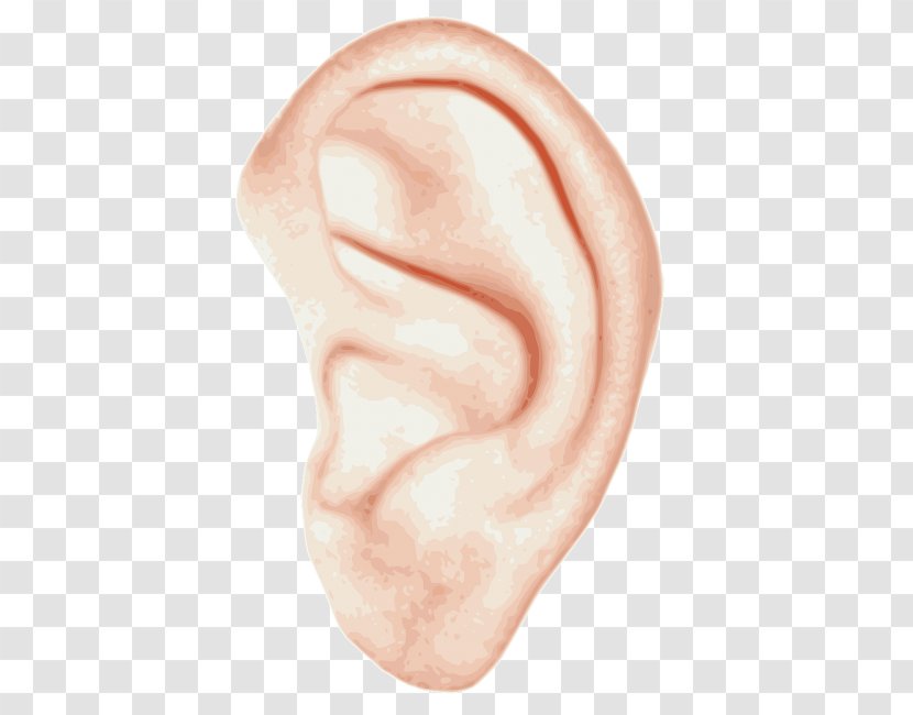 Ear Anatomy Inner Hearing Clip Art - Flower Transparent PNG