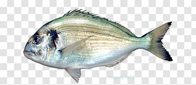 Fish Pagrus Major Red Seabream Gilt-head Bream - Marine Biology - Sea Transparent PNG