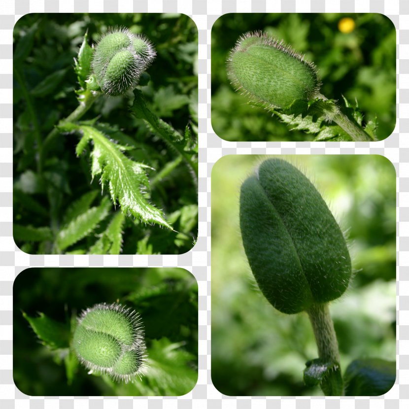 Leaf Plant Pathology Herb - The Little Monkey Scatters Flowers Transparent PNG