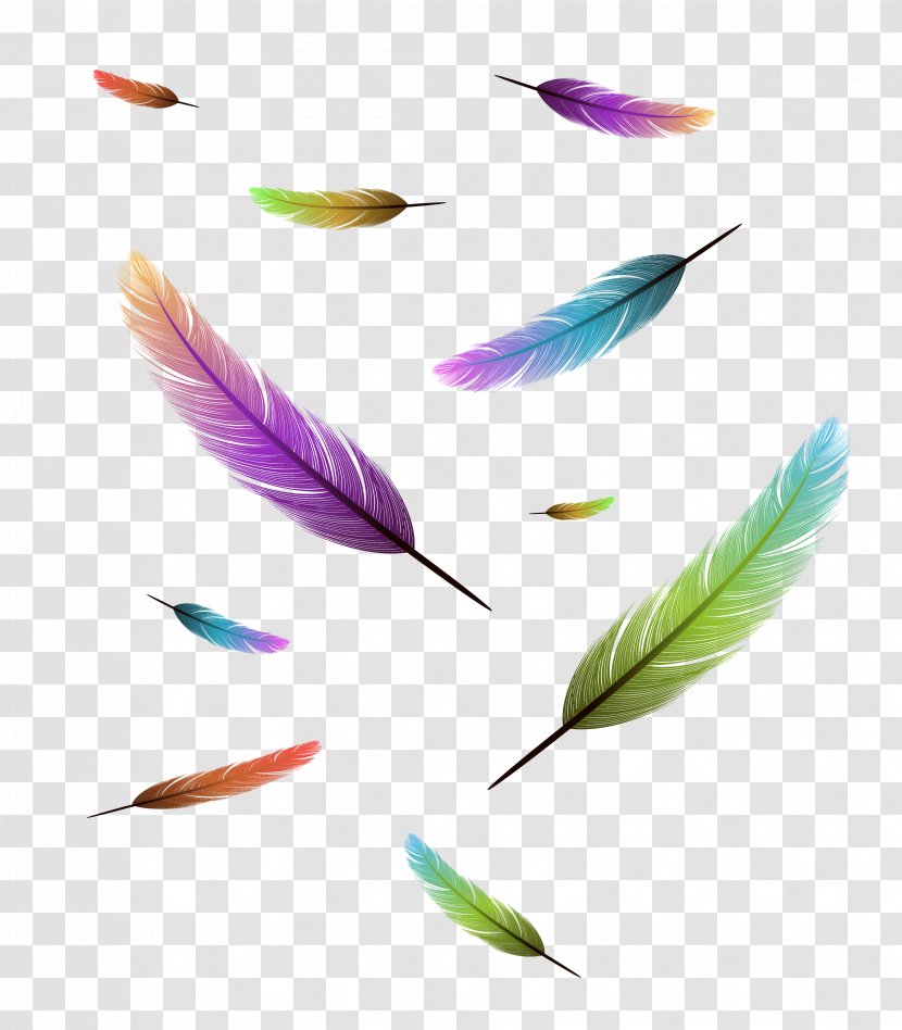 Bird Feather Drawing Stock Photography Transparent PNG