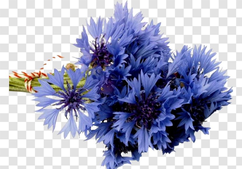 Flower Bouquet Desktop Wallpaper Cornflower Blue Transparent PNG