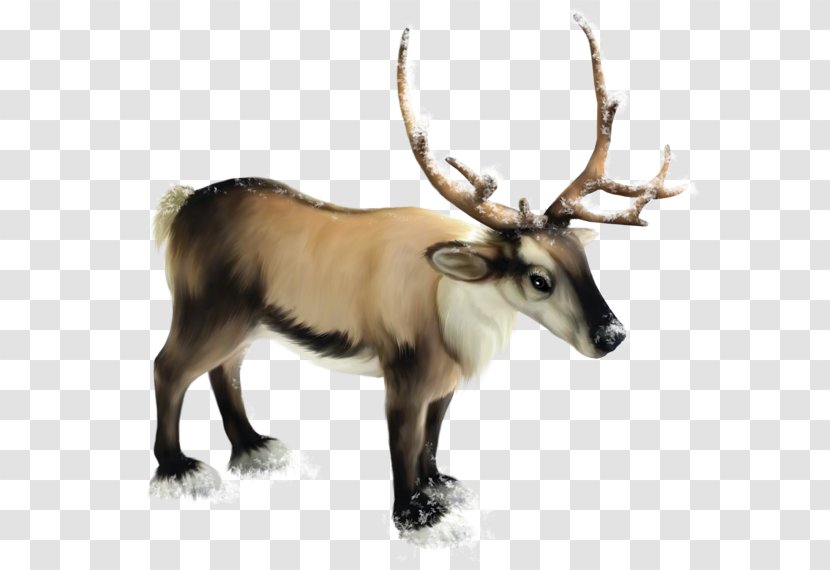 Rudolph Reindeer Roe Deer Moose Transparent PNG