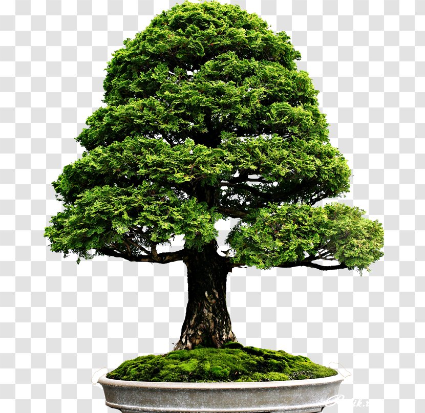 National Bonsai Foundation Indoor Chinese Sweet Plum Literati Style Penjing: Masterworks - Types Of Flowering Trees Transparent PNG