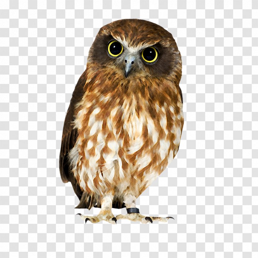 Tawny Owl Bird Brown Hawk-owl Transparent PNG