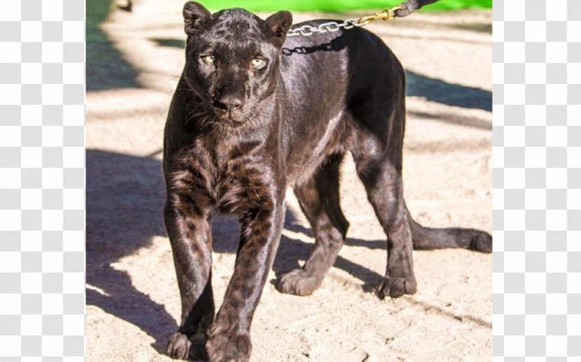 Dog Breed Leopard Black Panther Tiger Catahoula Cur - Pet Transparent PNG
