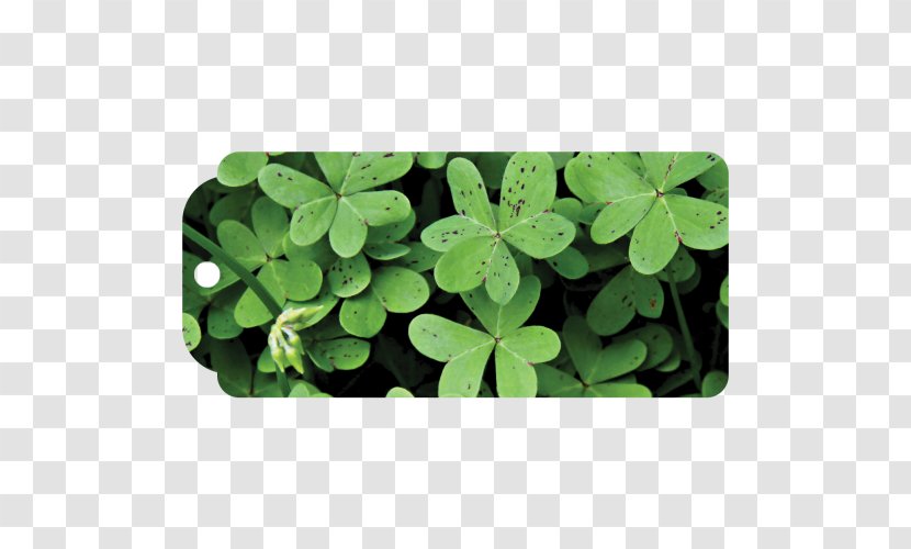 Shamrock Four-leaf Clover Saint Patrick's Day Luck - Symbol Transparent PNG