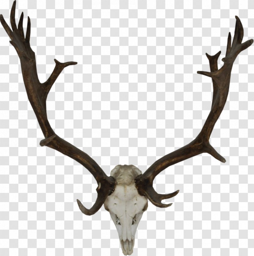 Reindeer Rudolph Antler Mule Deer - Horn Transparent PNG