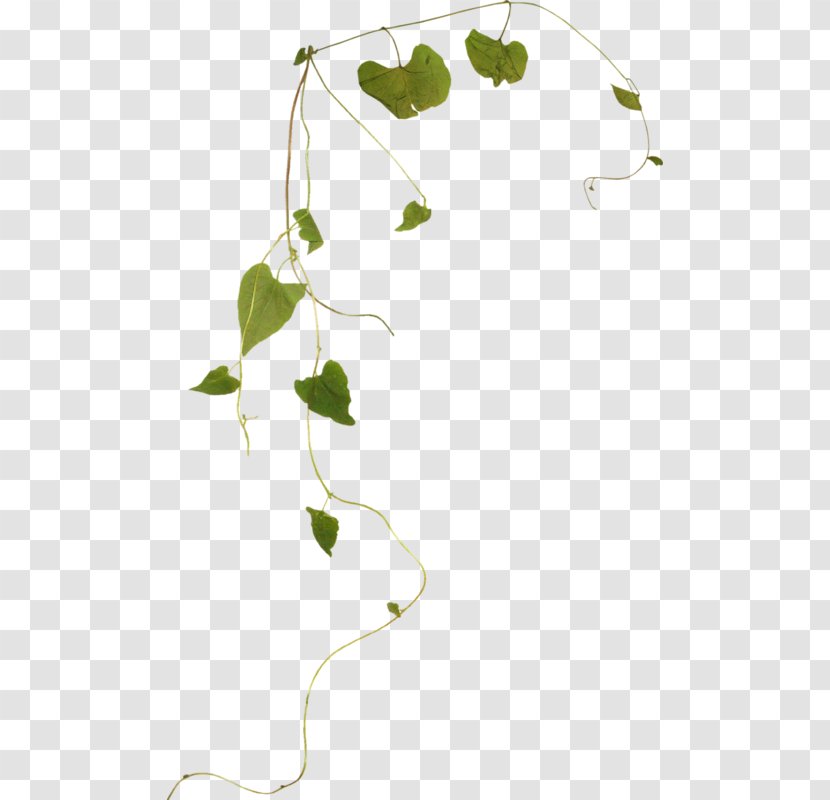 Twig Green Leaf - Tree Transparent PNG