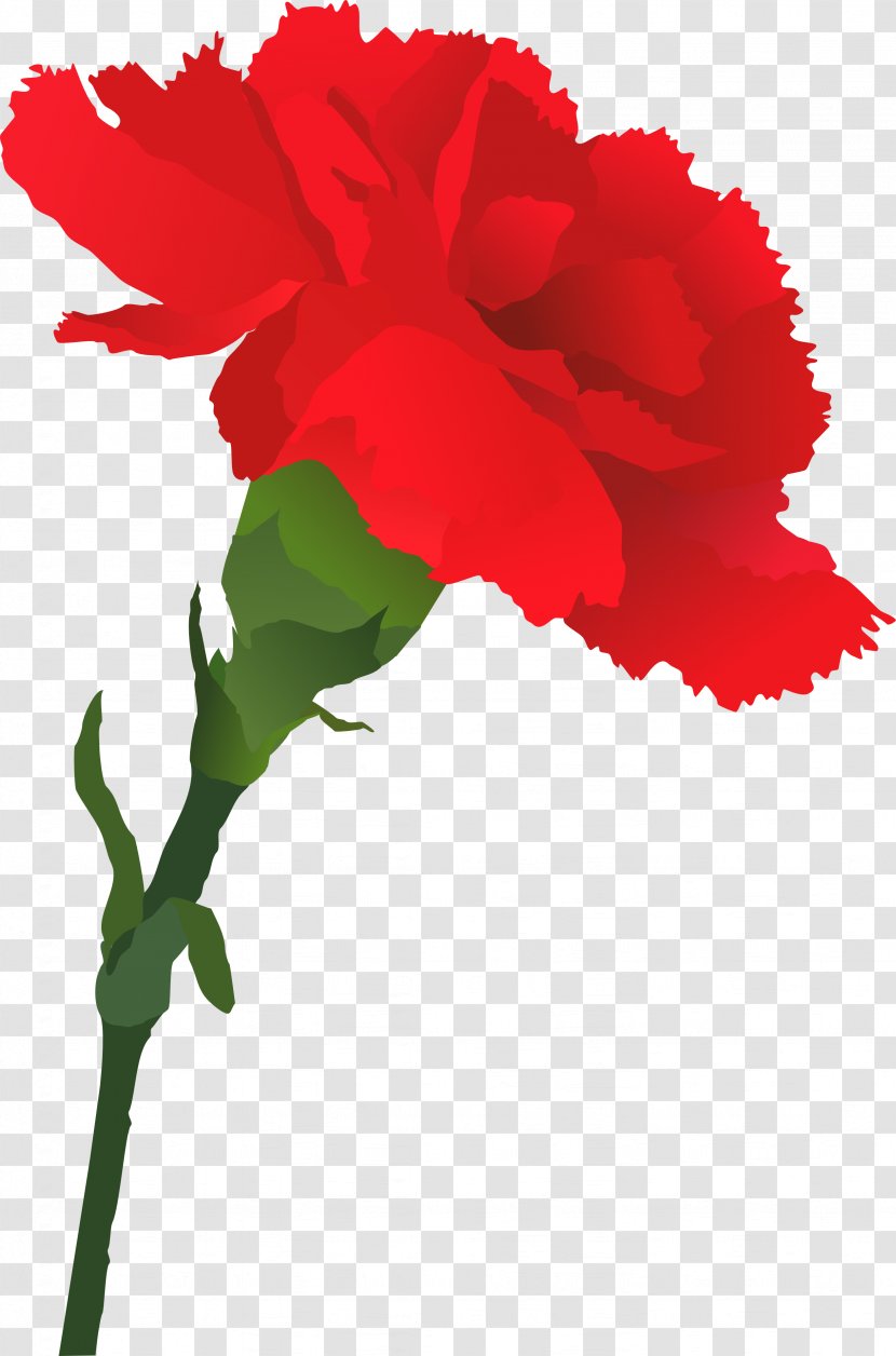 Carnation Royalty-free Clip Art - Rose Order - Mother 's Day Carnations Transparent PNG