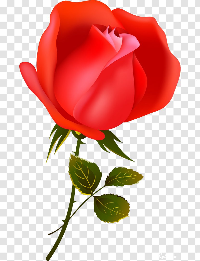 Garden Roses Flower Love Romance Film Petal - Hybrid Tea Rose - Rar Border Transparent PNG