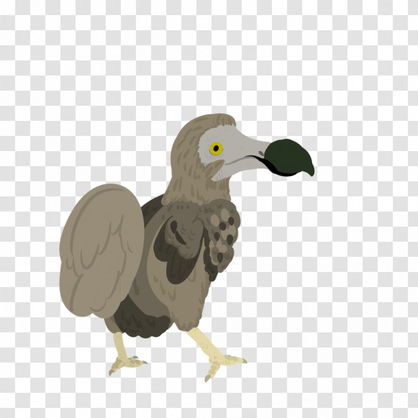 Vulture Flightless Bird Seabird Beak - Wing Transparent PNG