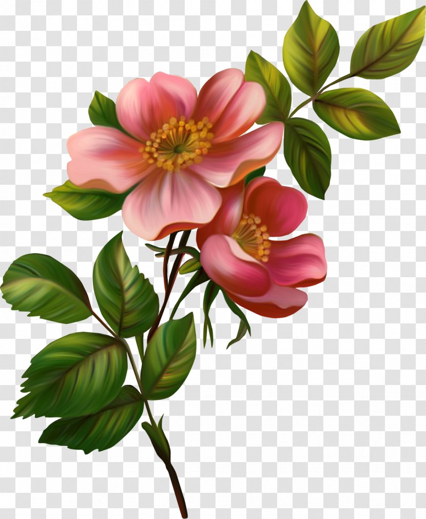 Flower Clip Art - Plant - Chinese Transparent PNG