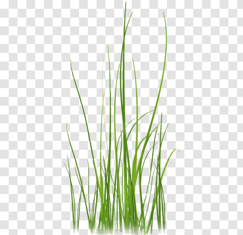 Grass Lossless Compression Clip Art - Plant Transparent PNG