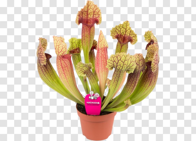 Saint Petersburg Carnivorous Plant Trumpet Pitchers Flowerpot - Sales Transparent PNG