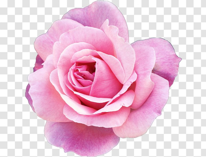 Pink Flowers Rose Clip Art - Family - Flower Transparent PNG
