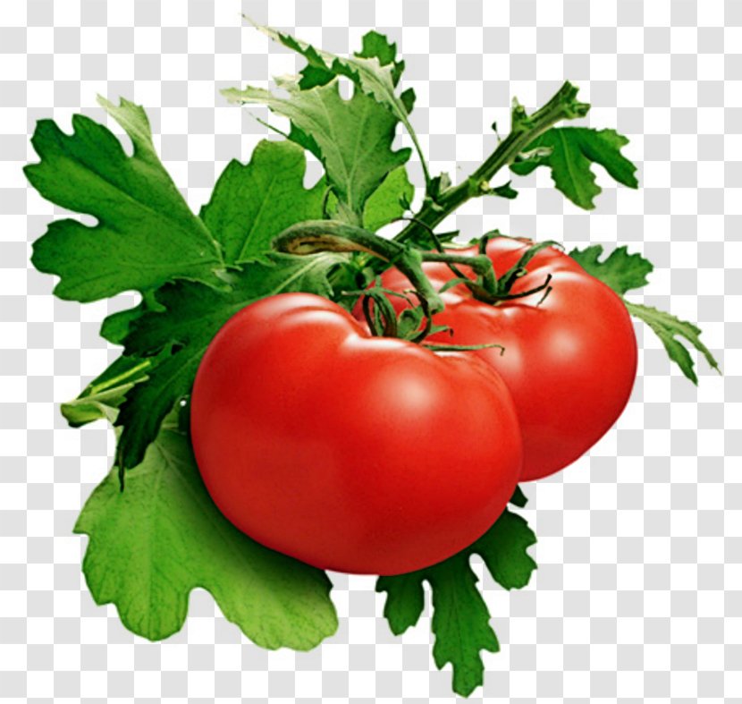 Samburna Indian Restaurant Tomato Juice Cherry Growing Tomatoes Vegetable Transparent PNG