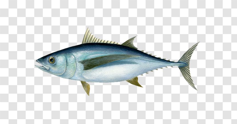 Albacore Bigeye Tuna Blackfin Yellowfin Southern Bluefin - Milkfish - Fishing Transparent PNG