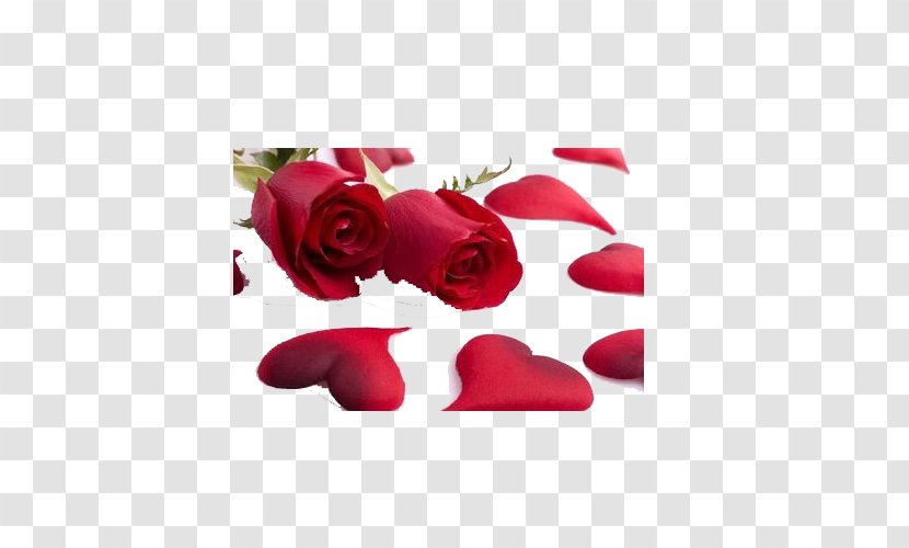 Valentines Day Heart Rose Flower Gift - Love - Four Seasons Health Of The Melody Transparent PNG