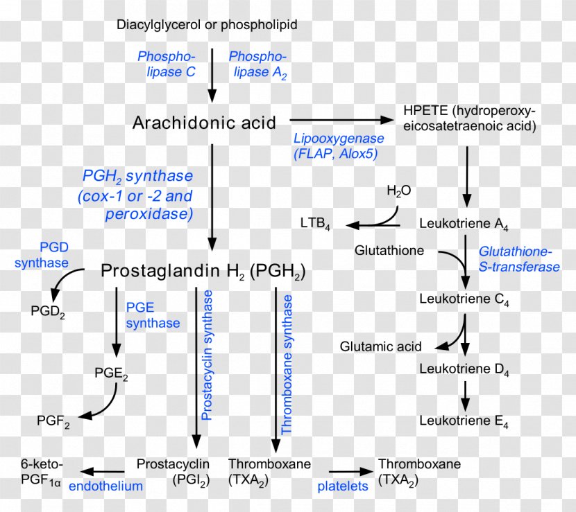 Prostaglandin Prostacyclin Thromboxane Eicosanoid Arachidonic Acid - Paper Transparent PNG