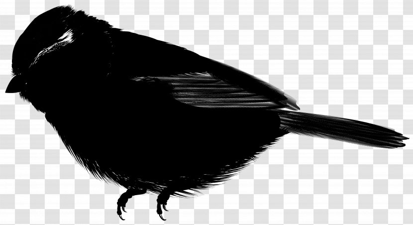 Beak Feather - Bird - Blackbird Transparent PNG