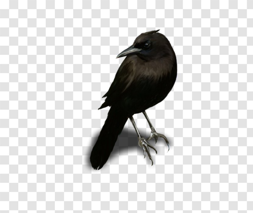 American Crow Rook New Caledonian Blingee - Crows Zero Transparent PNG