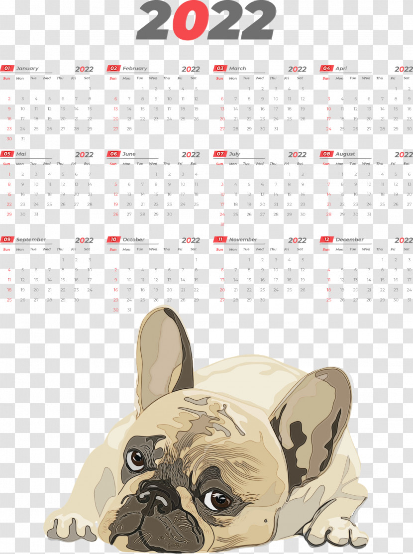 French Bulldog Transparent PNG