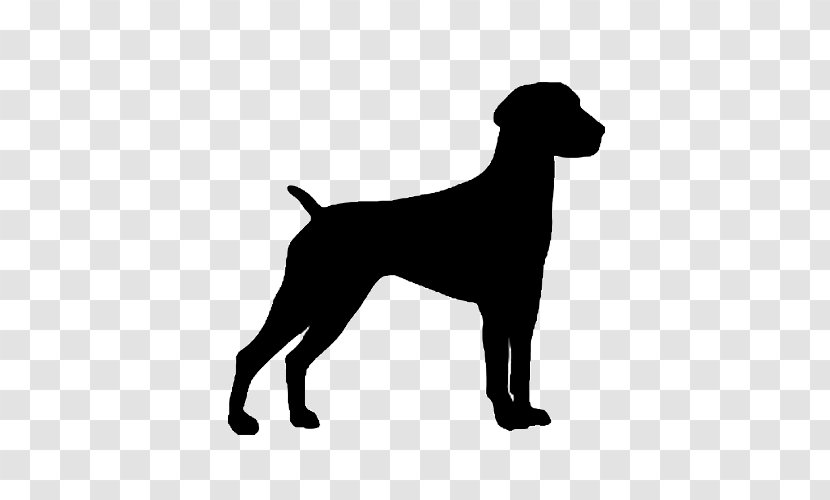 German Shorthaired Pointer Wirehaired Spinone Italiano Pointing Griffon - Carnivoran - Decal Transparent PNG