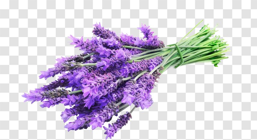English Lavender Oil Essential Herbal Distillate Transparent PNG