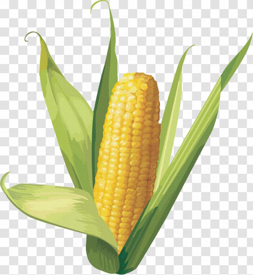 Corn On The Cob Maize Sweet Clip Art - Kernel - Hand-painted Transparent PNG