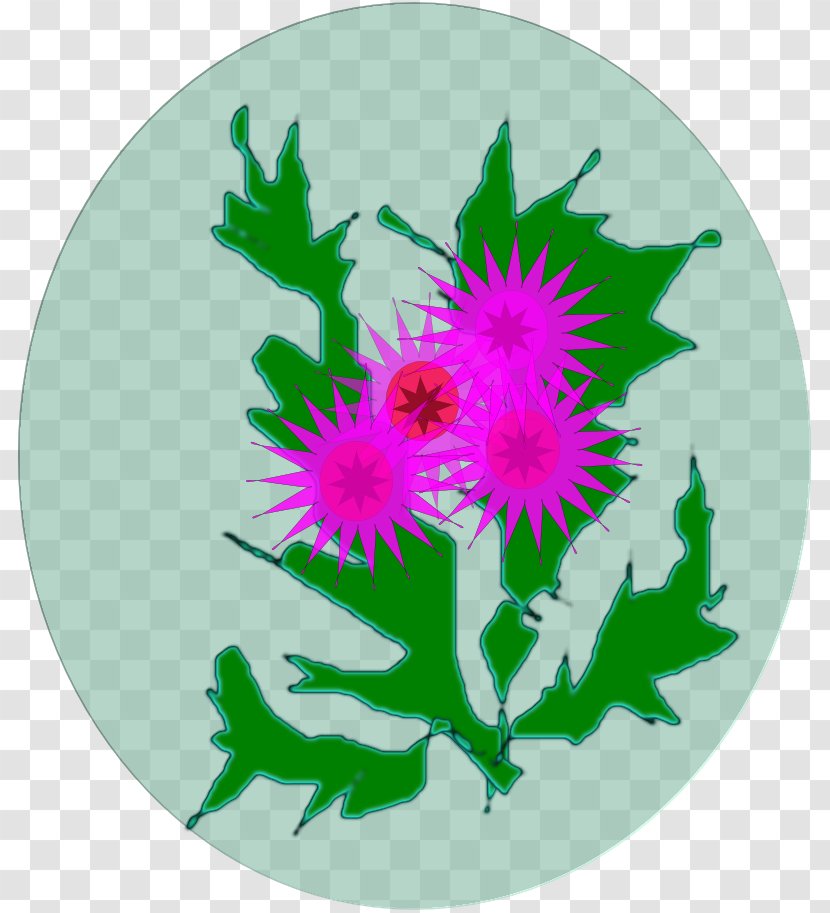 Chrysanthemum - Magenta Transparent PNG