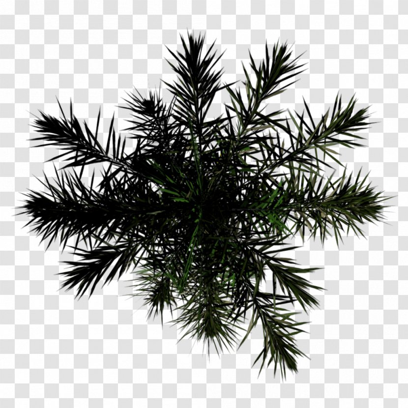 Asian Palmyra Palm Alpha Mapping Tree - Spruce - Boardwalk Top View Transparent PNG
