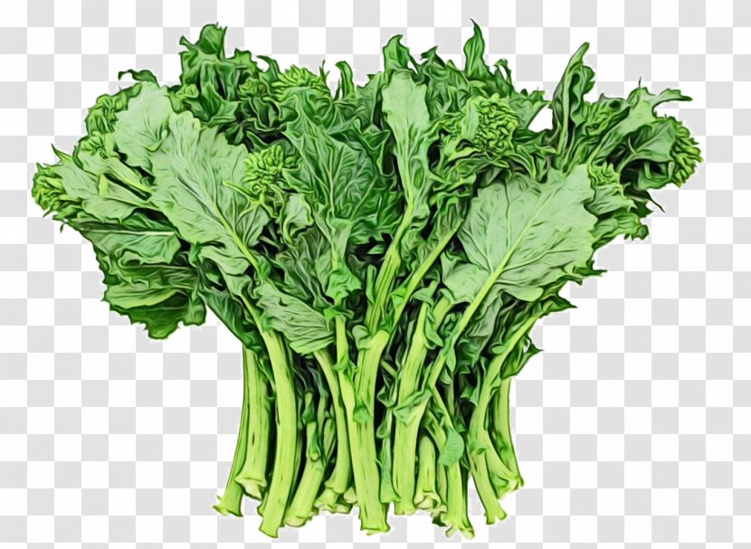 Vegetable Leaf Food Plant Mustard Greens - Rapini - Collard Transparent PNG